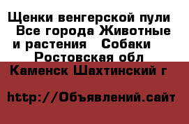 Щенки венгерской пули - Все города Животные и растения » Собаки   . Ростовская обл.,Каменск-Шахтинский г.